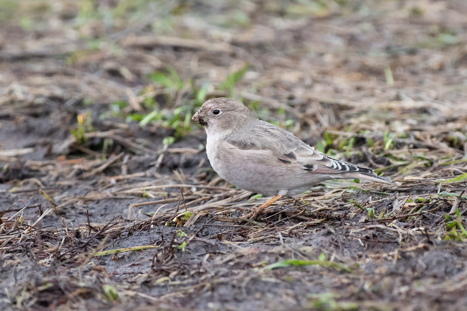 Mongolian Finch by Håkan Johansson BirdGuides