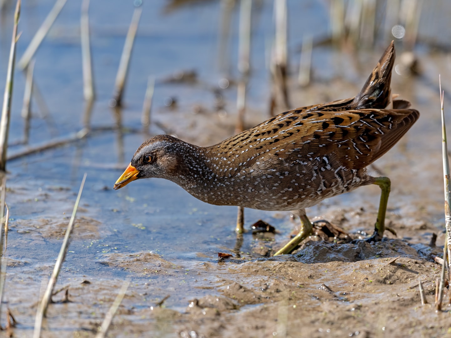 Spotted Crake by Brian Martin - BirdGuides