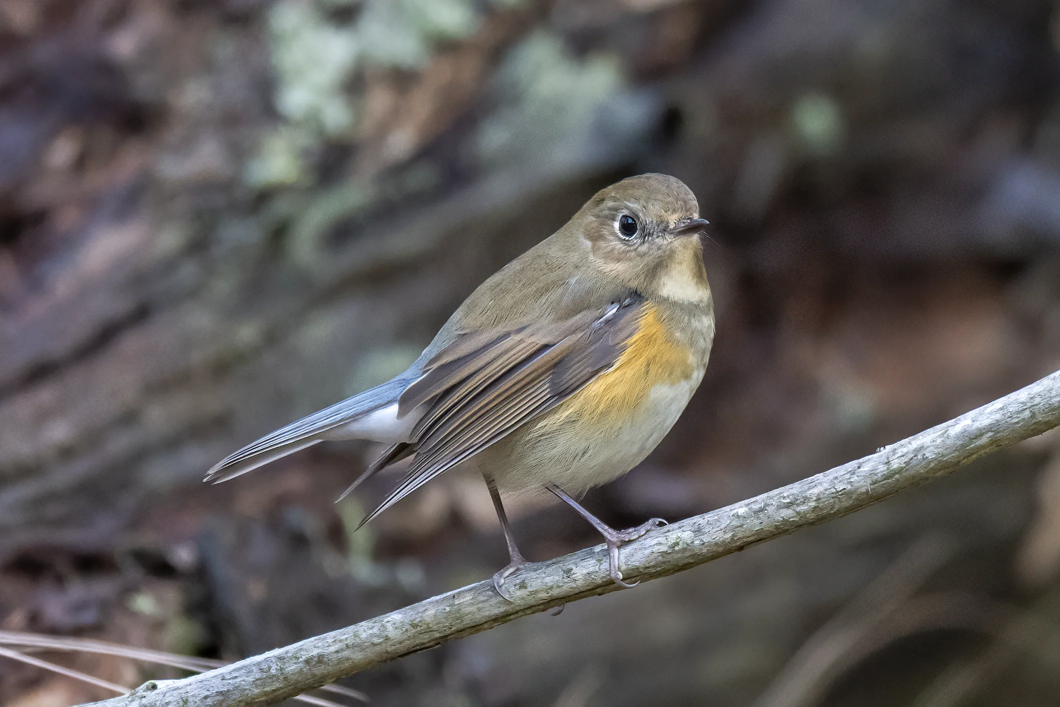 Details : Red-flanked Bluetail - BirdGuides