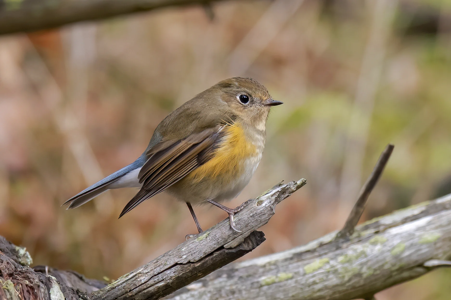 Details : Red-flanked Bluetail - BirdGuides