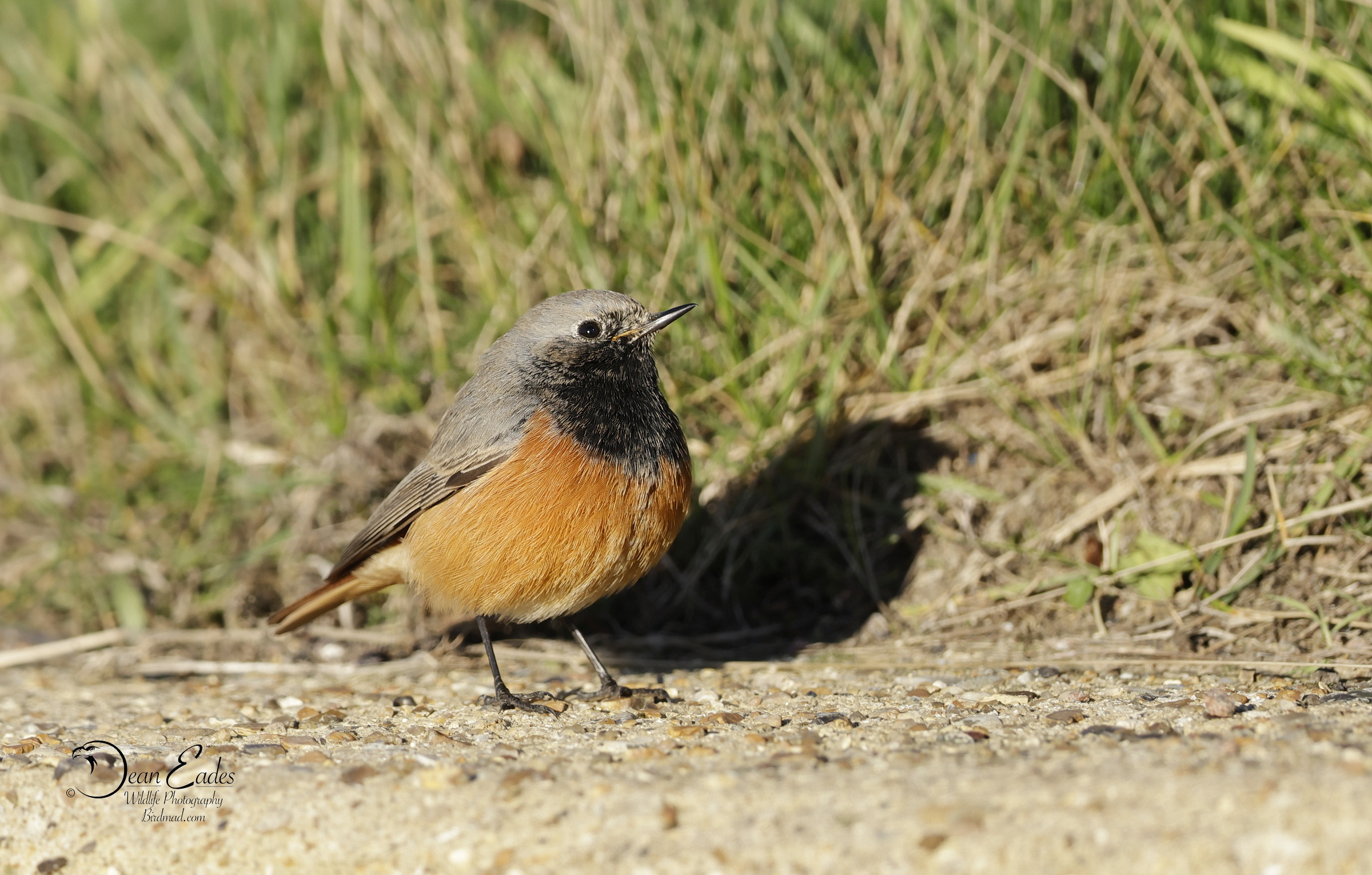 Eastern Black Redstart by Dean Eades - BirdGuides