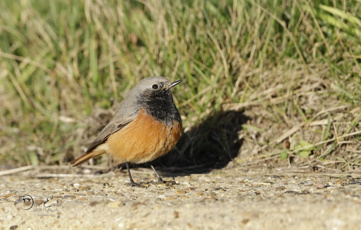 Eastern Redstart Eastern Black Redstart by Dean Eades - BirdGuides