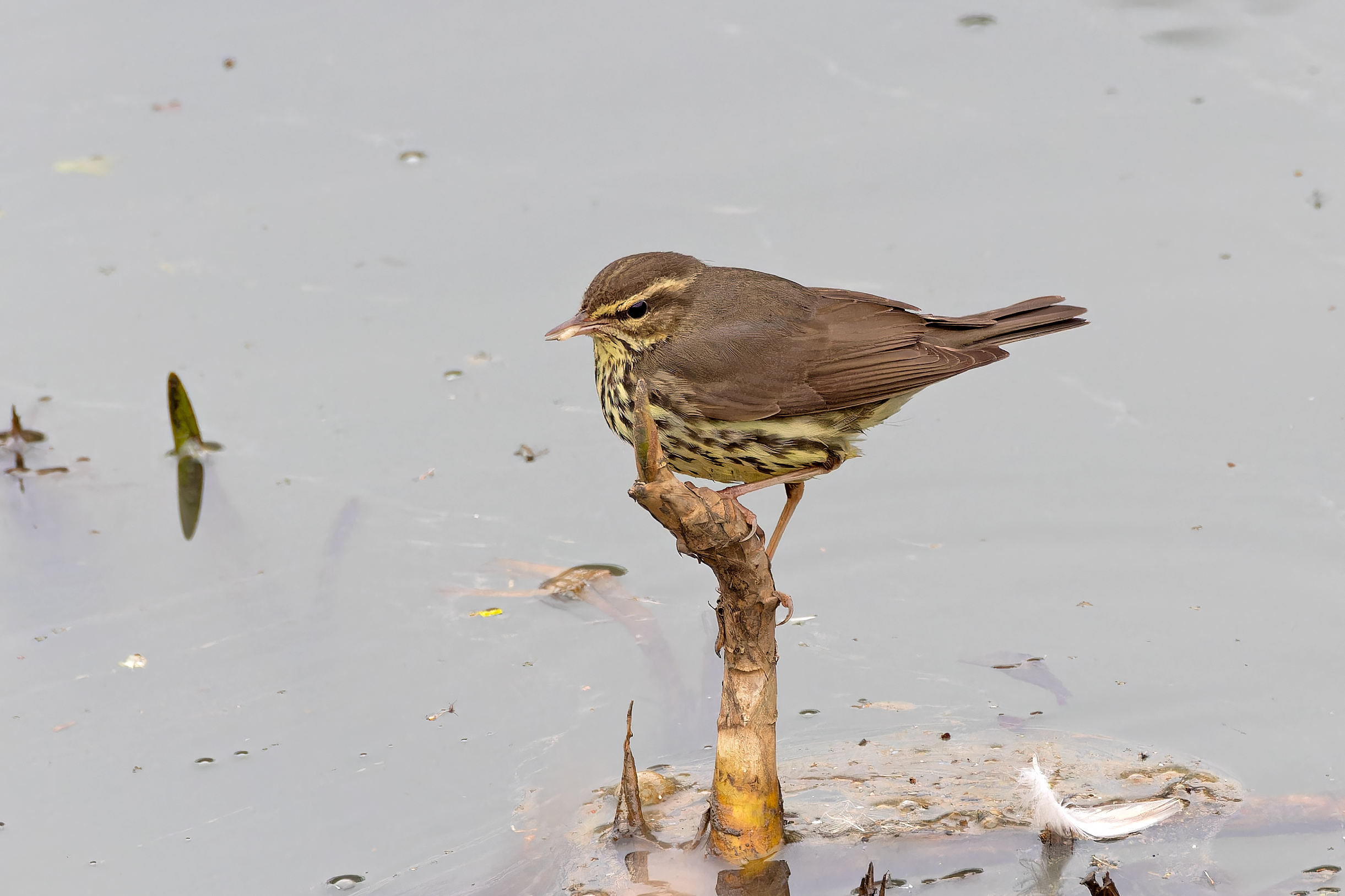 Northern Waterthrush by Tom Tams - BirdGuides
