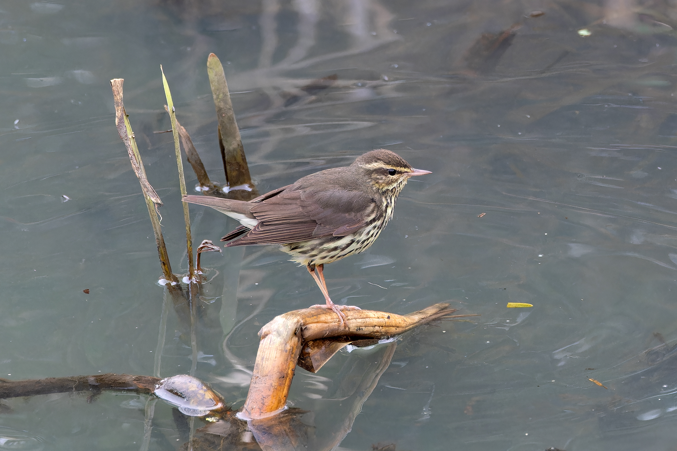 Northern Waterthrush by Tom Tams - BirdGuides