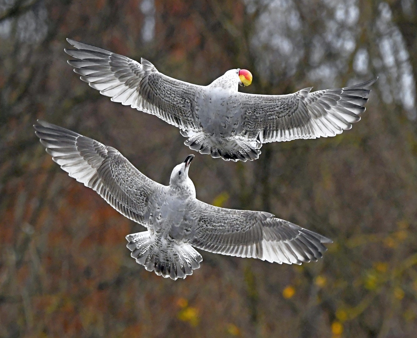 European Herring Gull by Carl Bovis BirdGuides