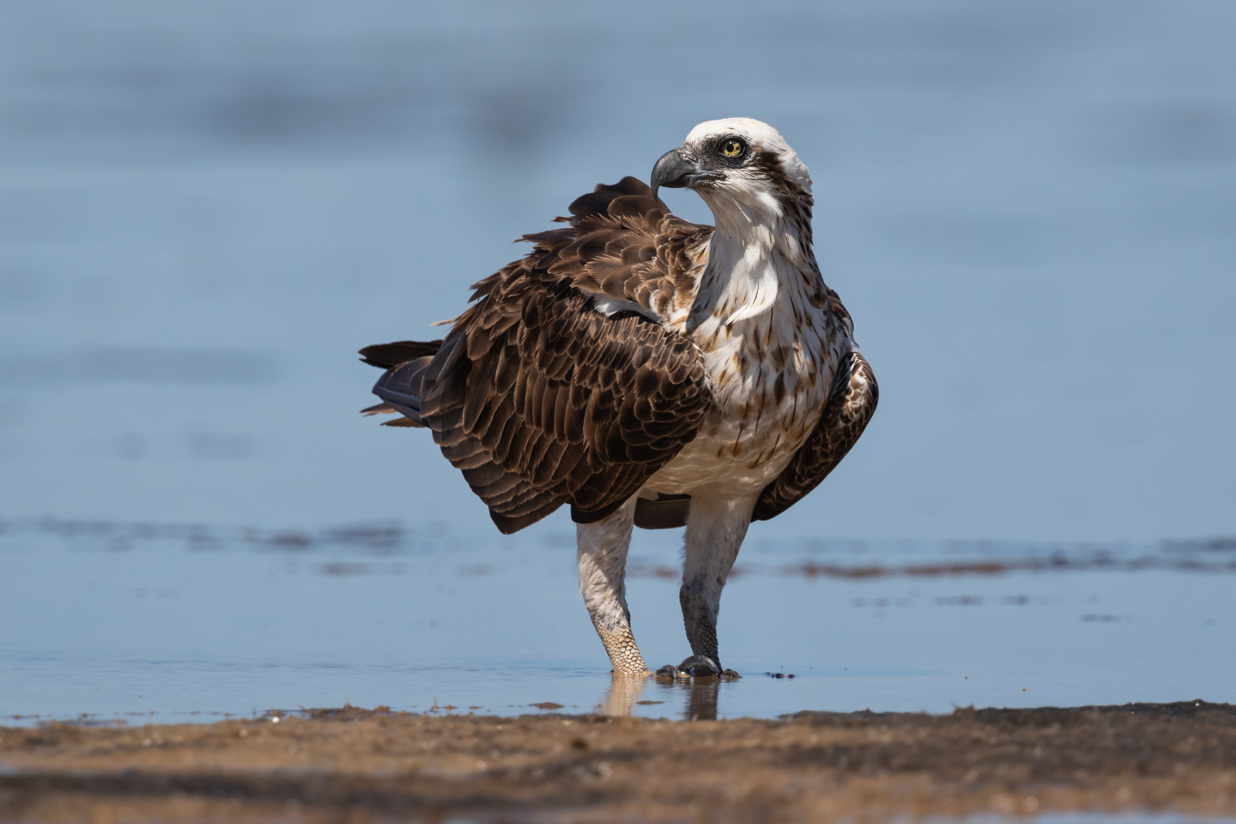 Details : Eastern Osprey - BirdGuides