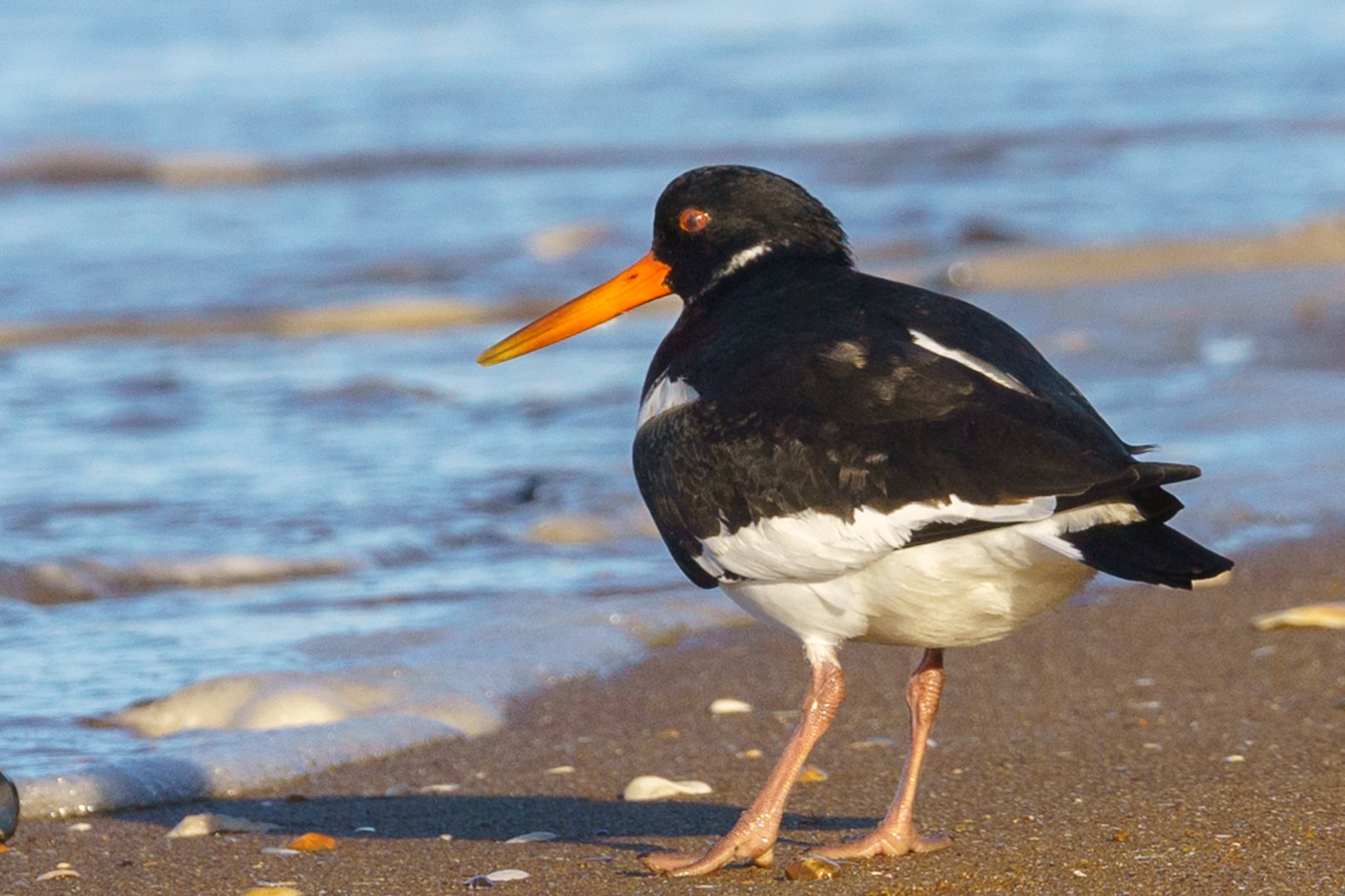 Eurasian Oystercatcher by Nick Bowman BirdGuides