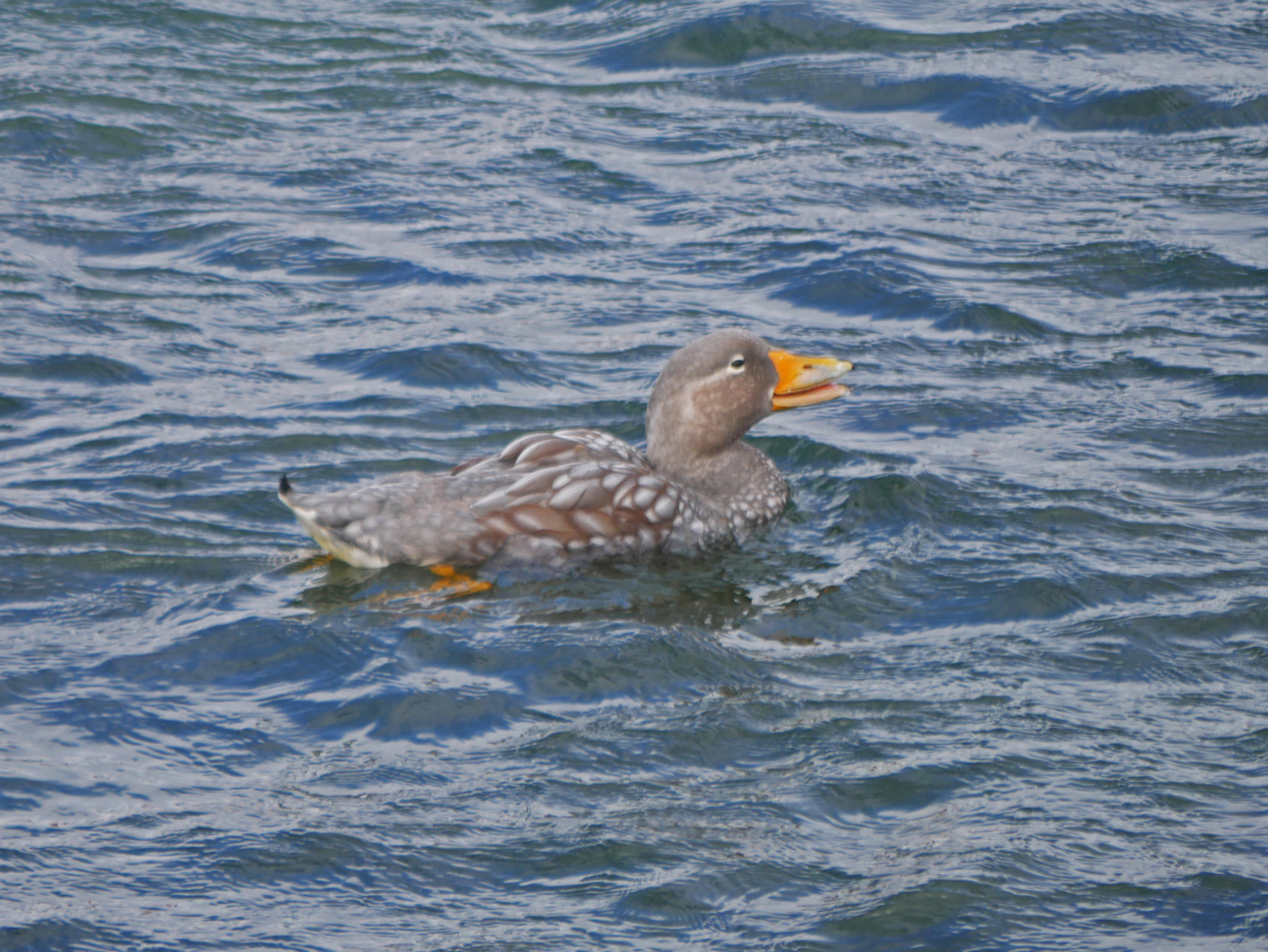 Details Flying Steamer Duck BirdGuides