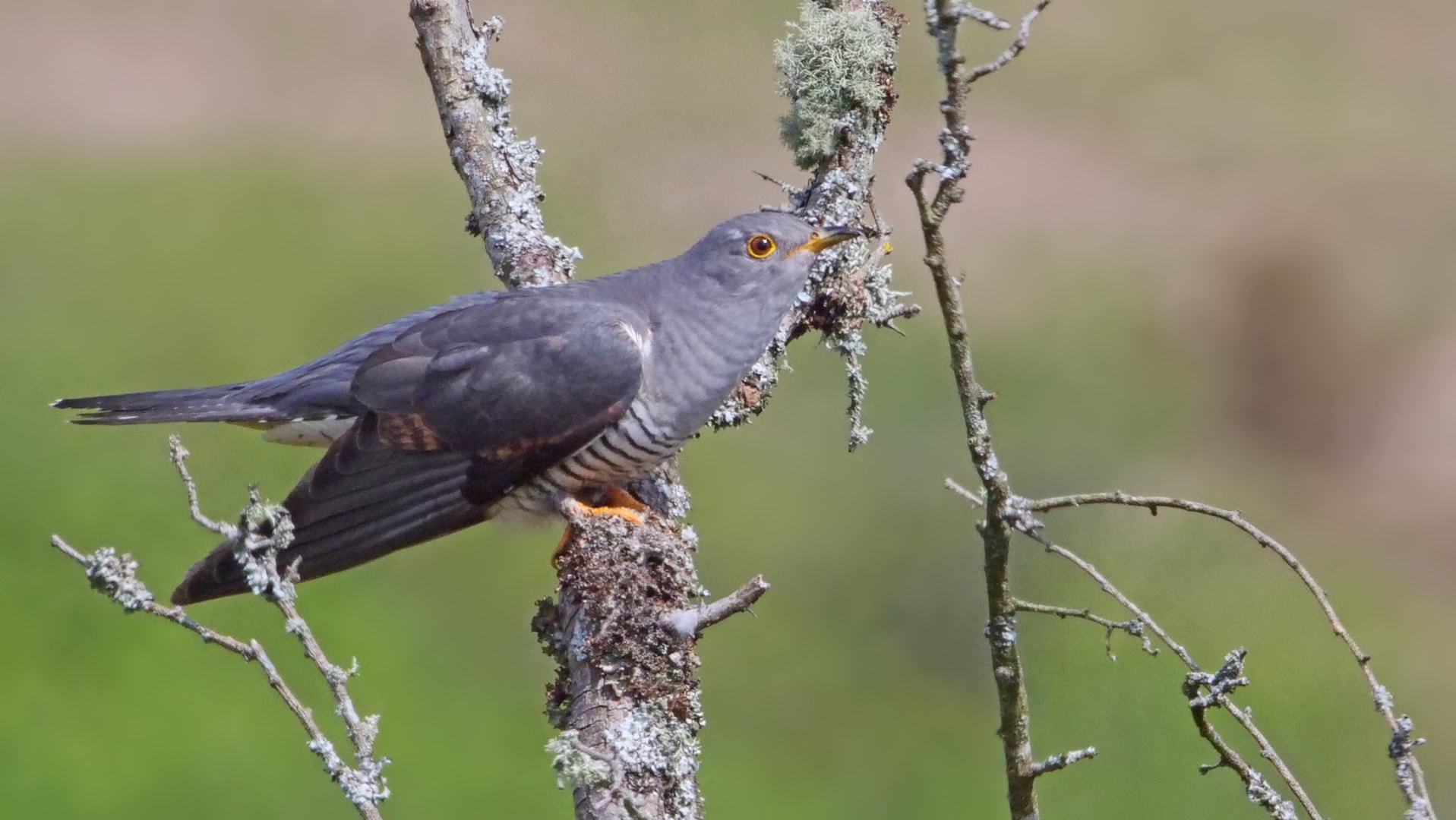 Common Cuckoo by Charlie Fleming - BirdGuides