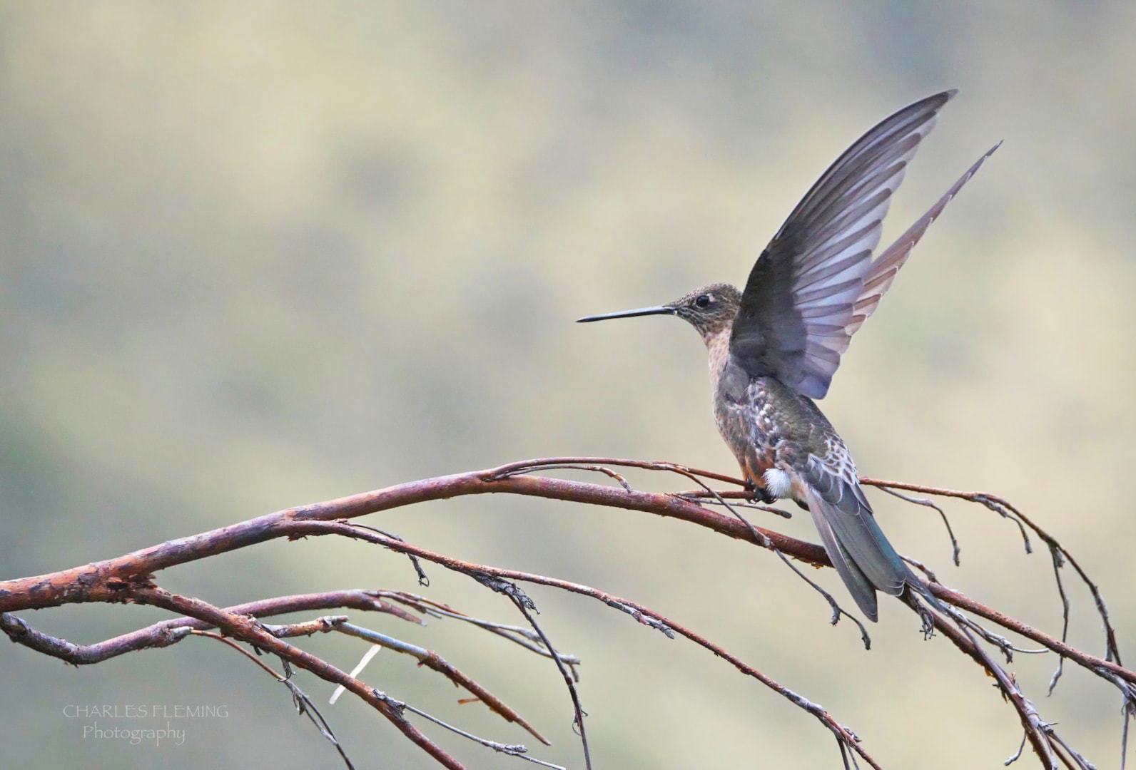 giant hummingbird by charlie fleming birdguides