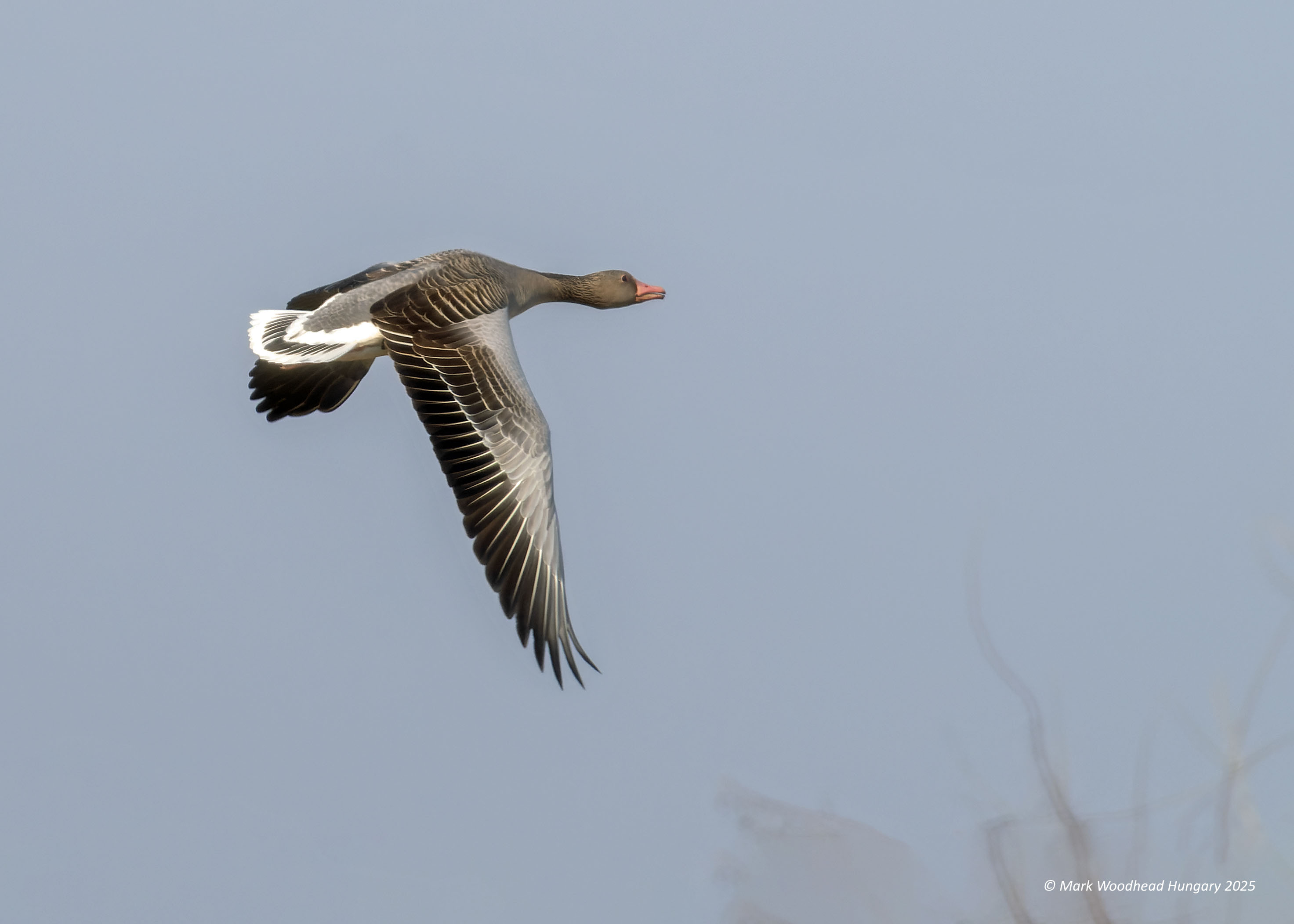 Eastern Greylag Goose by Mark Woodhead - BirdGuides