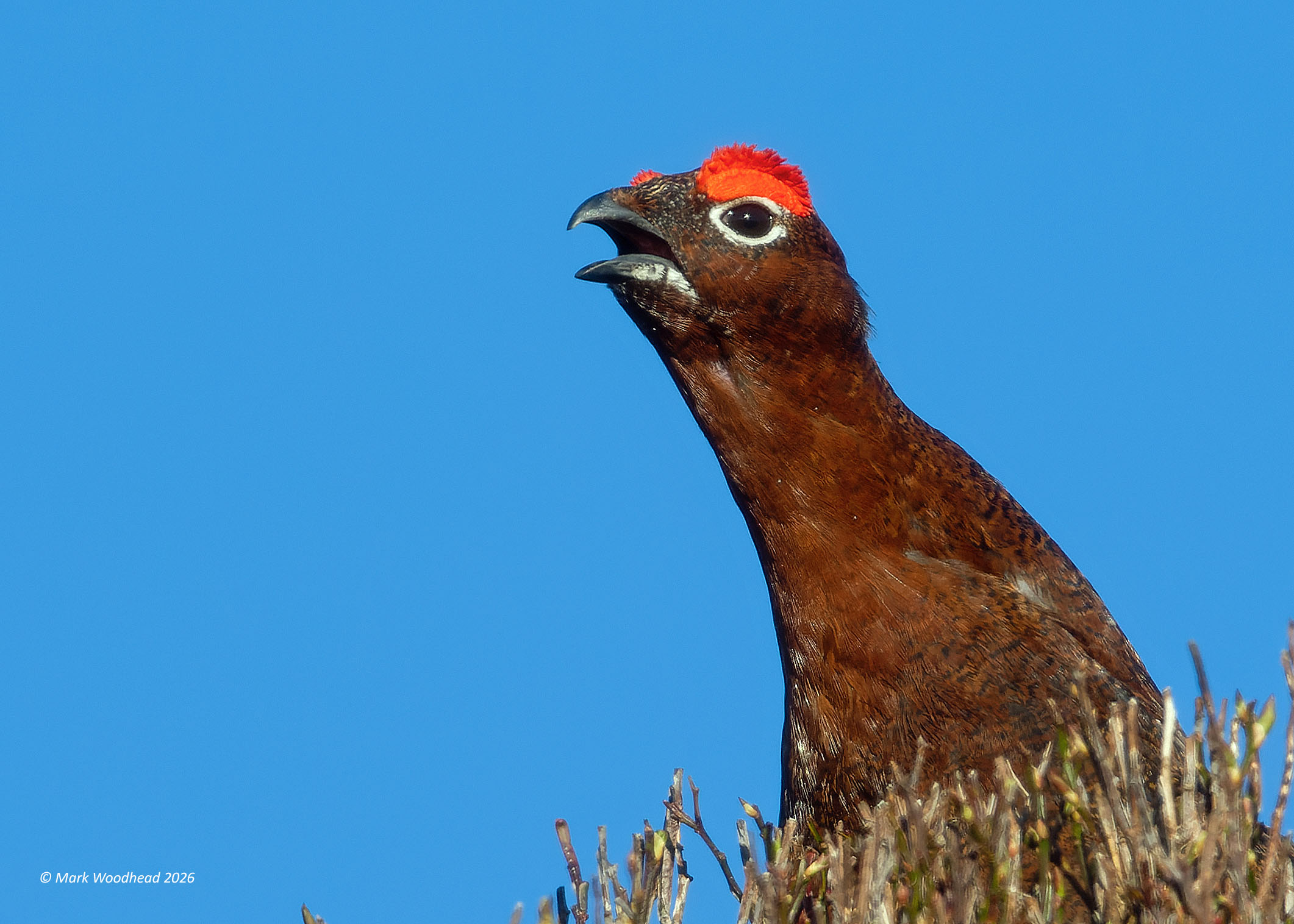 Defra seeks evidence on environmental impact of gamebird shooting ...