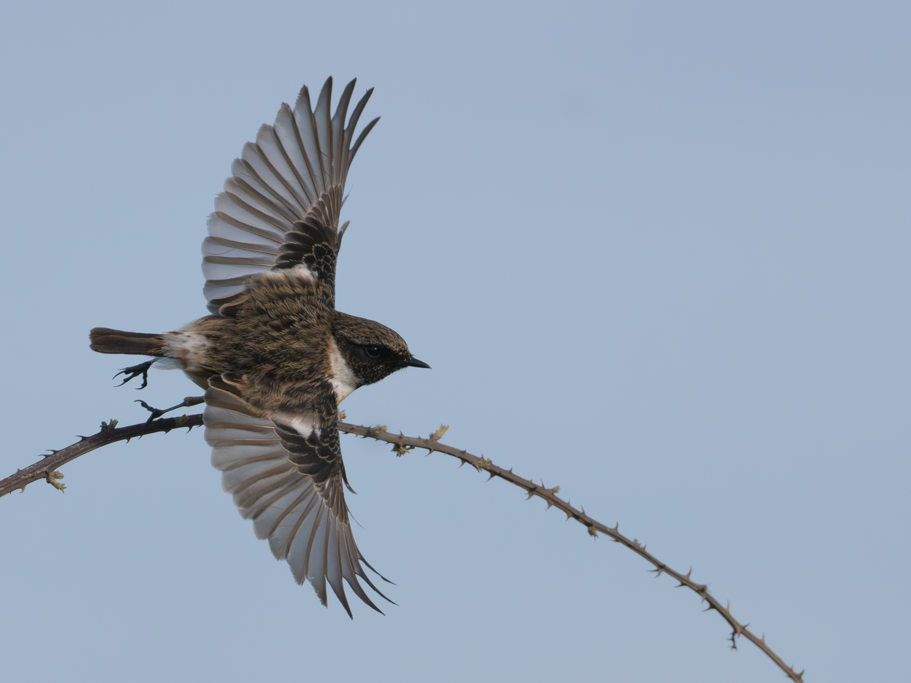 European Stonechat by Jim Mountain - BirdGuides