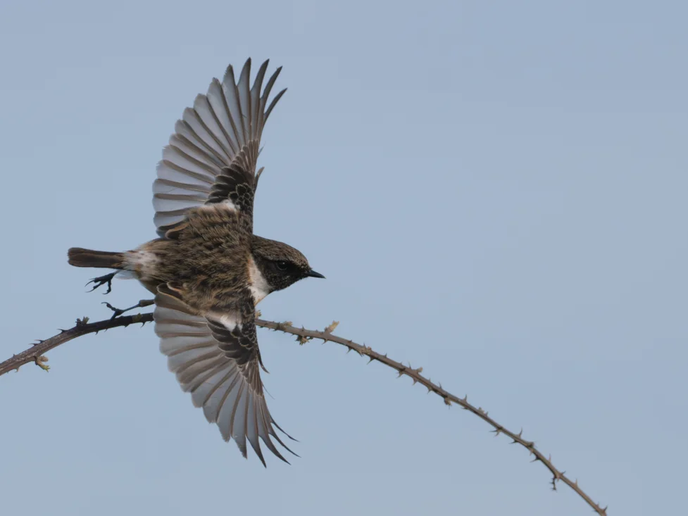 Stonechat In Flight European Stonechat by Jim Mountain - BirdGuides