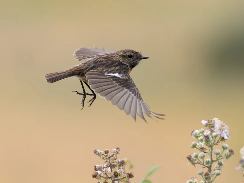 Stonechat In Flight European Stonechat by Jim Mountain - BirdGuides