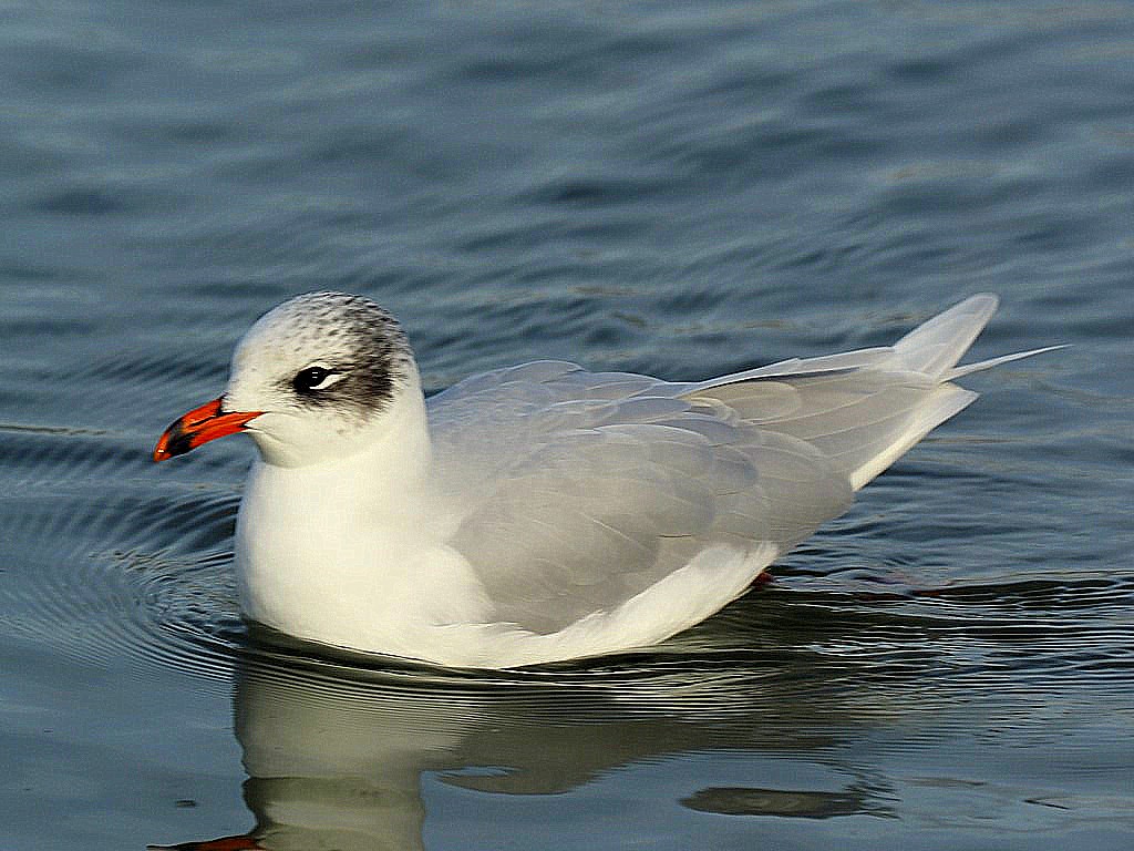 Birdwatching Sites in Essex BirdGuides