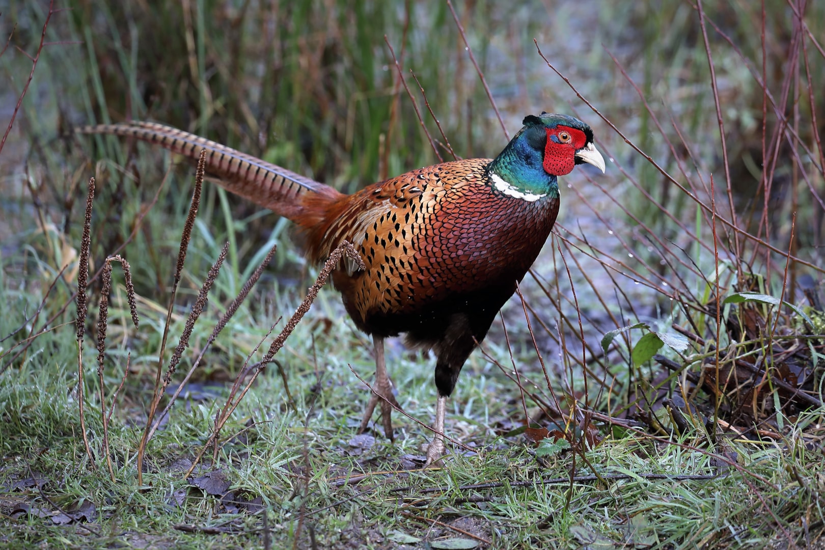 Common Pheasant by PETER MILES BirdGuides Common Pheasant by PETER MILES BirdGuides