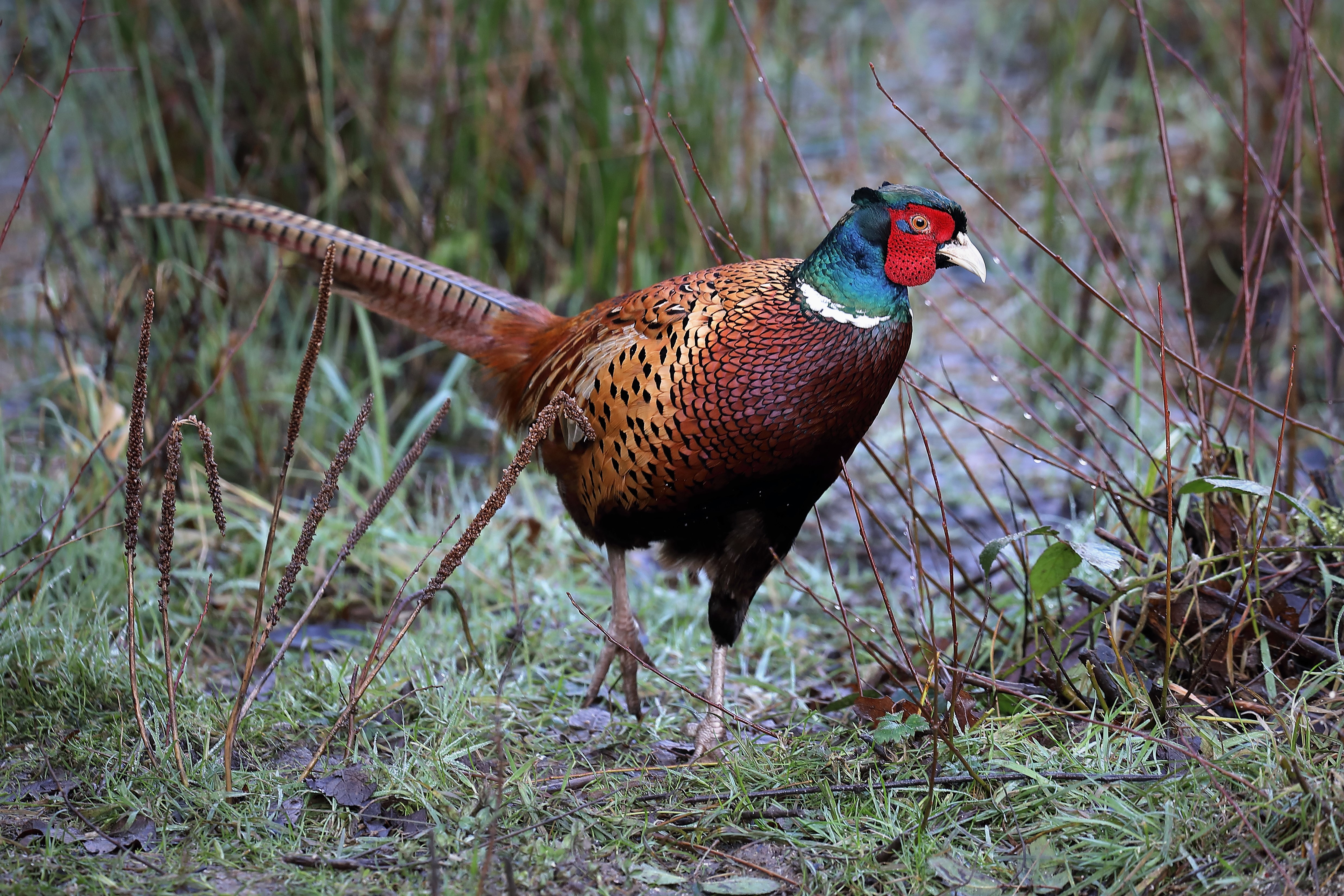 Common Pheasant by PETER MILES - BirdGuides