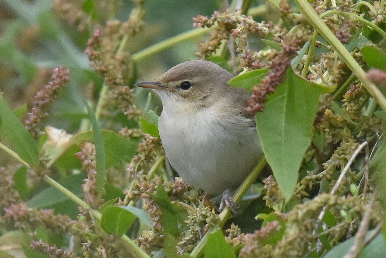 Booted Warbler by Andy Hood - BirdGuides