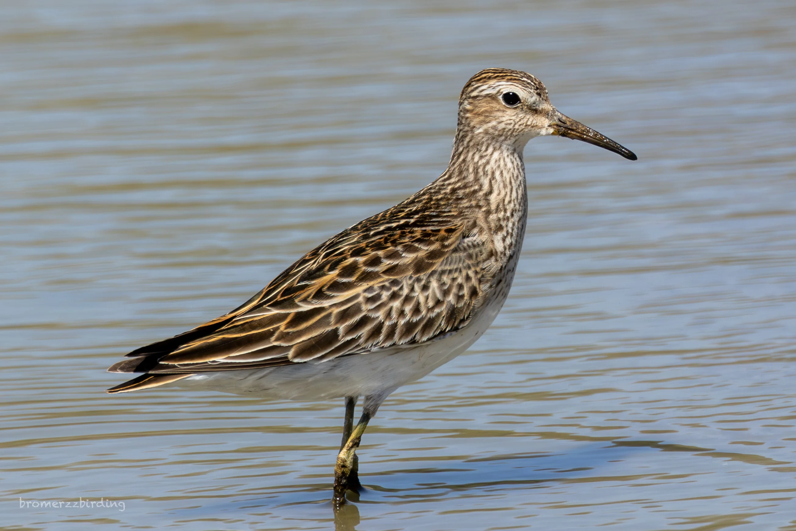 calidris melanotos Details : Pectoral Sandpiper