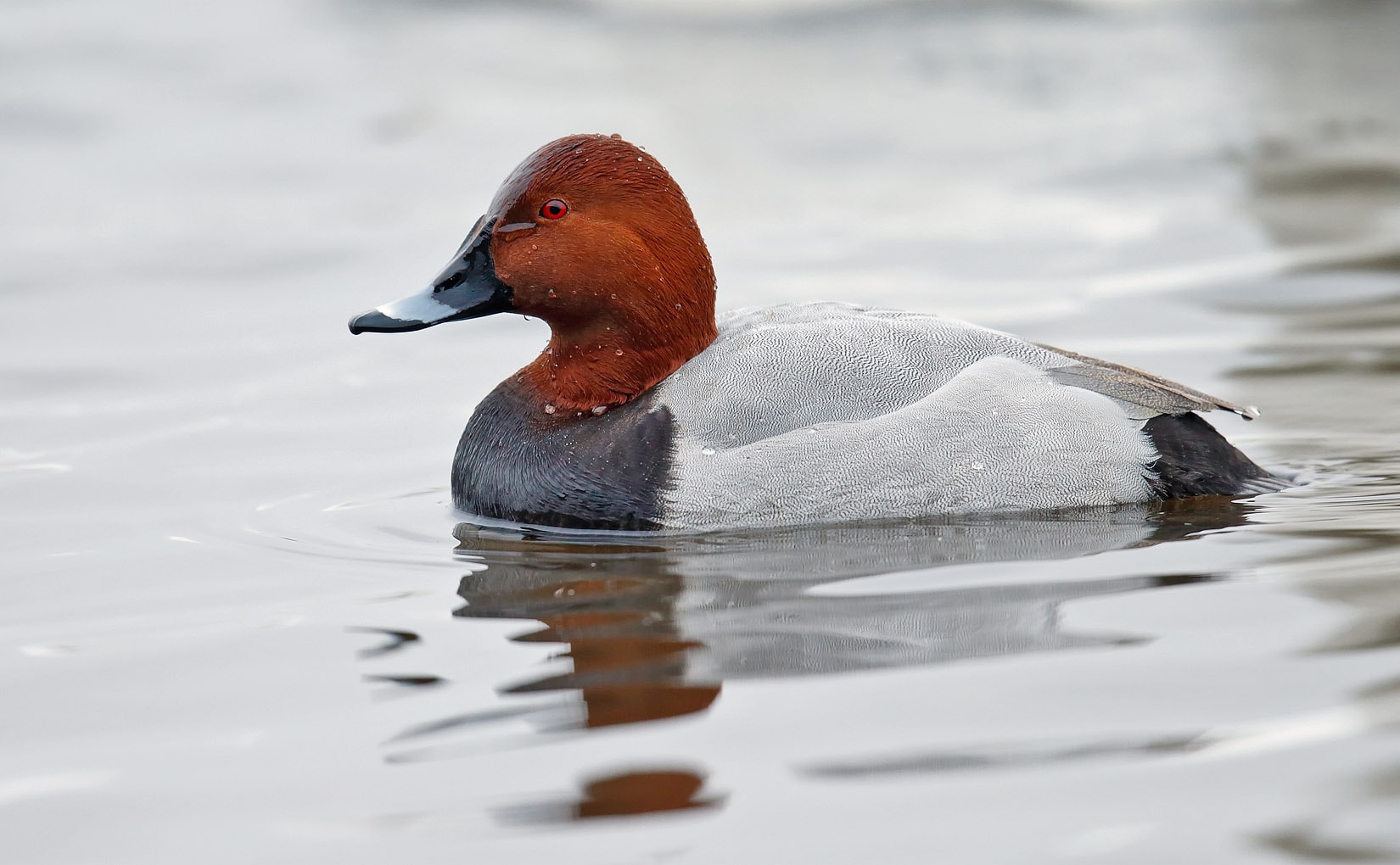 Common Pochard by Tony Davison BirdGuides
