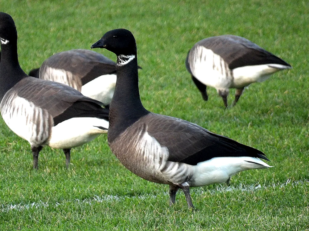 Brant Gray Grey-bellied Brant by Jack Tynan - BirdGuides