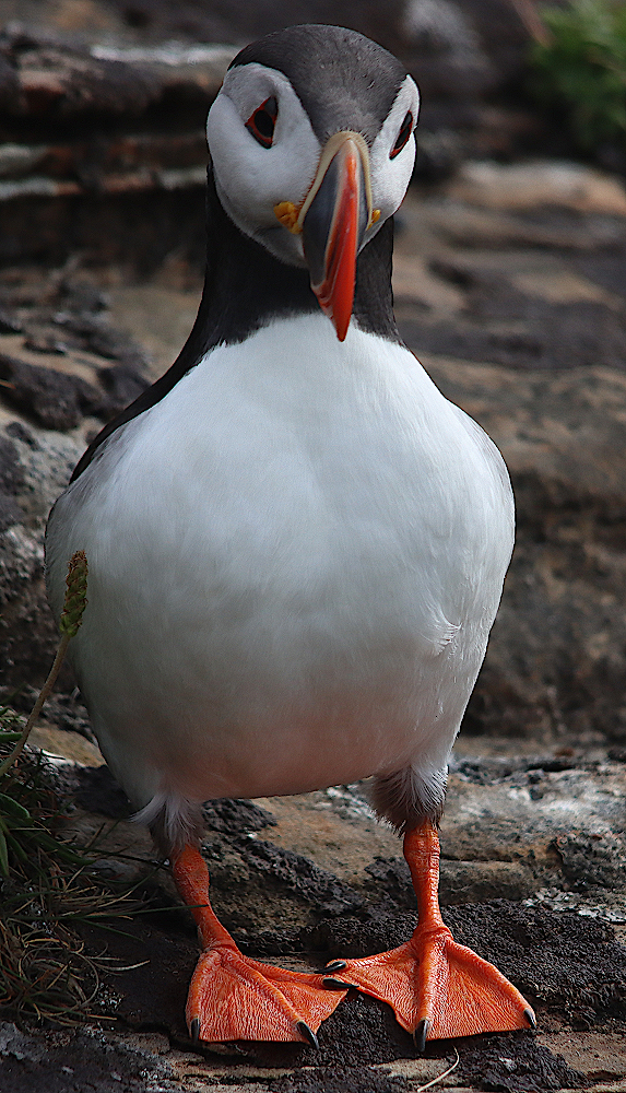Head RSPB Birdwatching Site BirdGuides