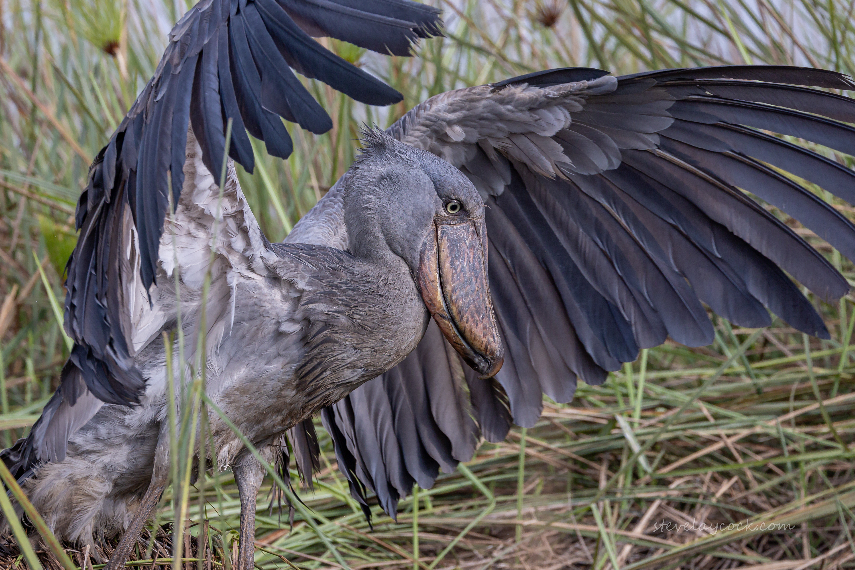 その他 shoebill SBL JPN(shoebill japan). I never move. #ハシビロコウ #嘴広鸛