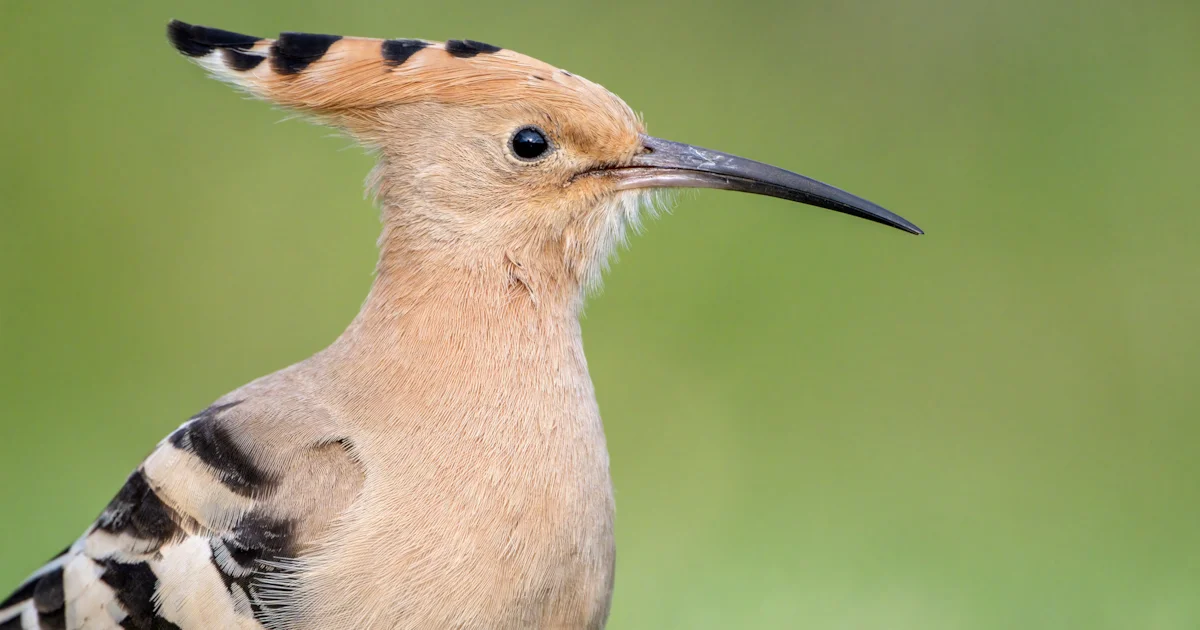 RBBP report: Hoopoe and Temminck's Stint breed in UK for first time in ...