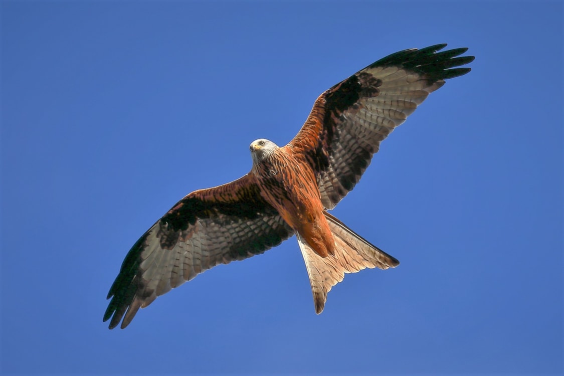 Red Kite by PETER MILES BirdGuides