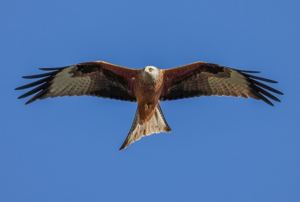 RSPB flooded with reports of birds of prey being killed