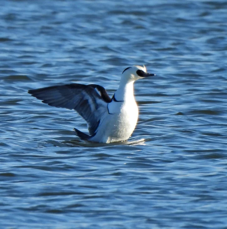 Smew by Tony Ramsden - BirdGuides