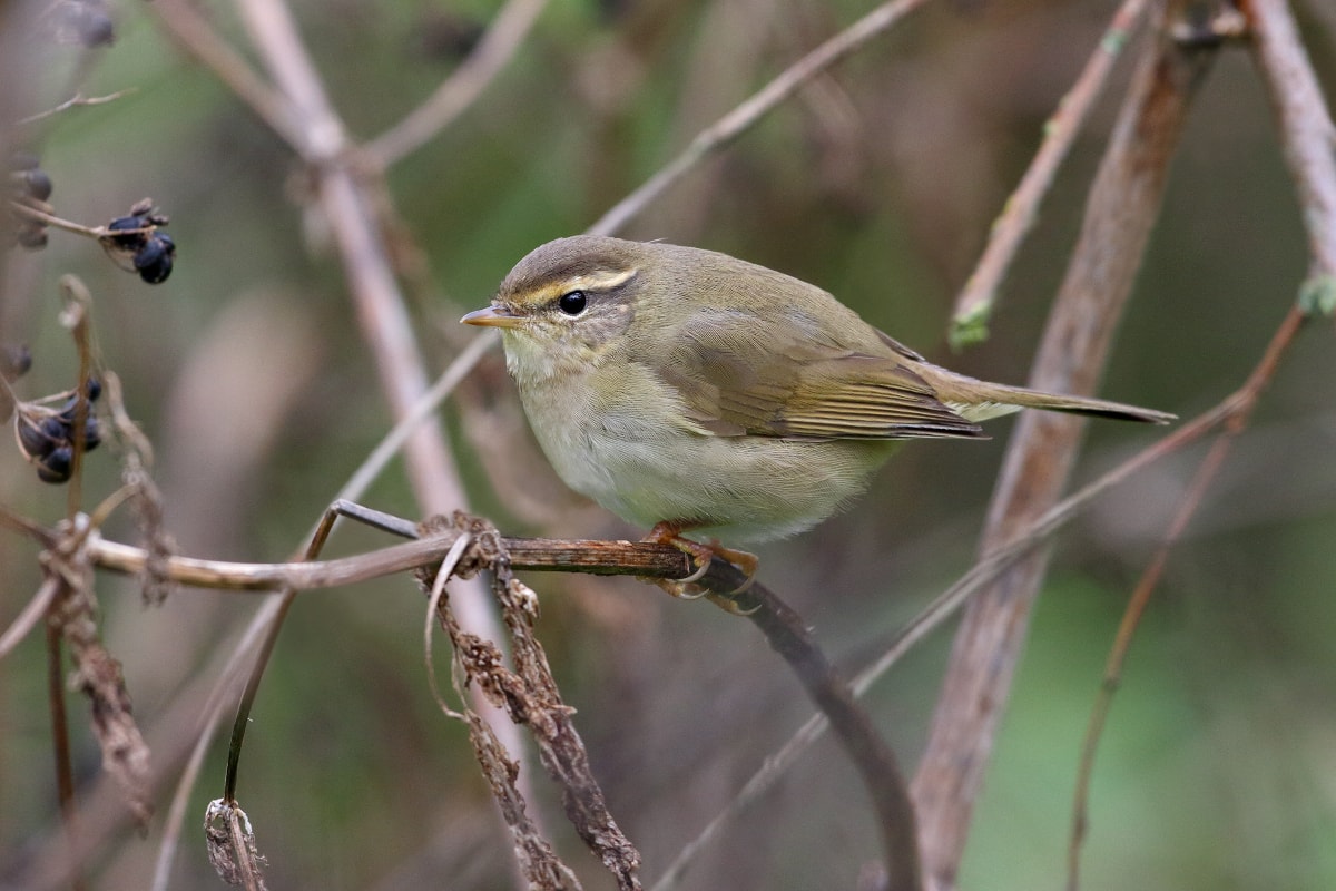 radde-s-warbler-by-chris-mayne-birdguides
