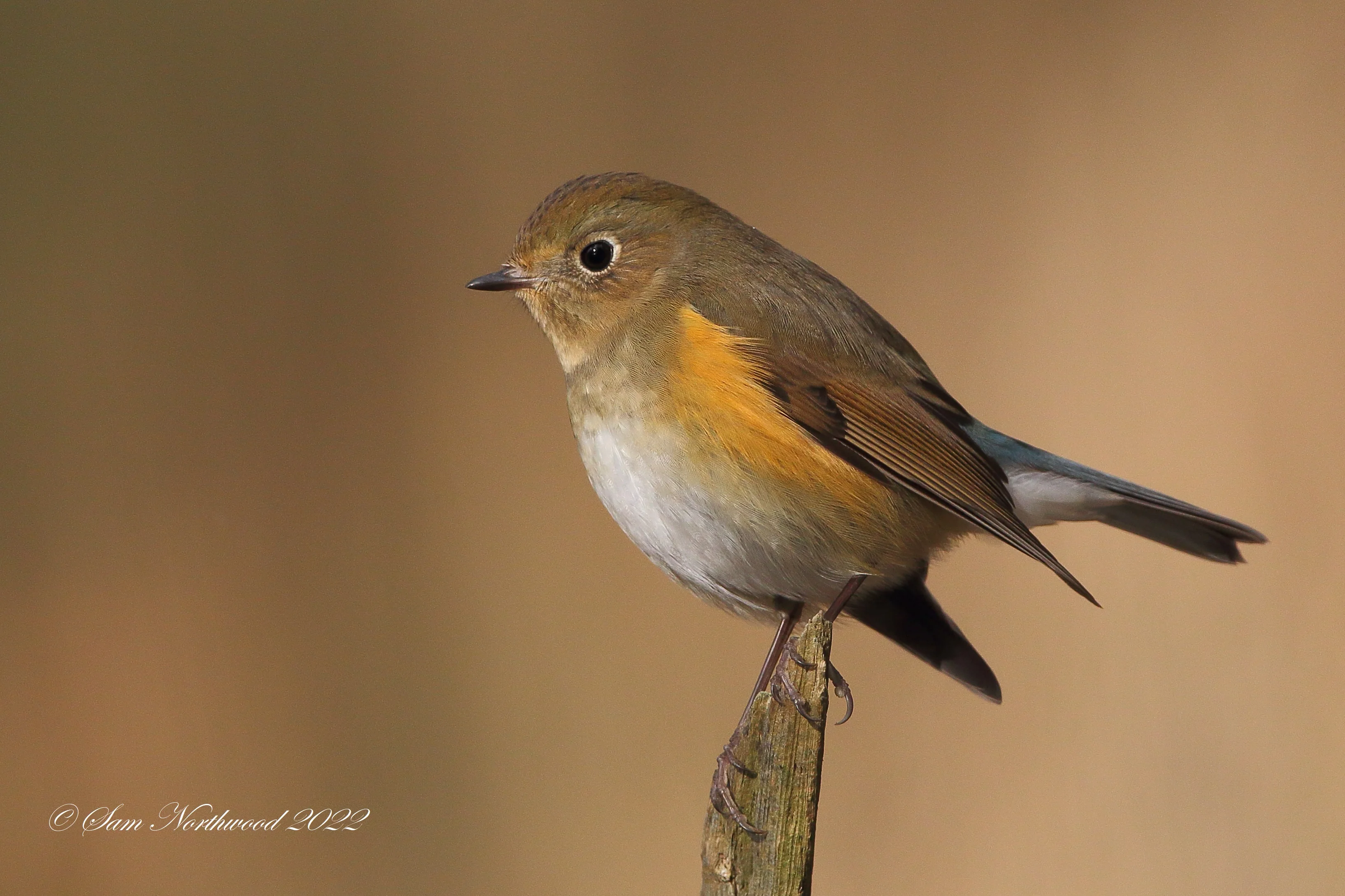 Details : Red-flanked Bluetail - BirdGuides