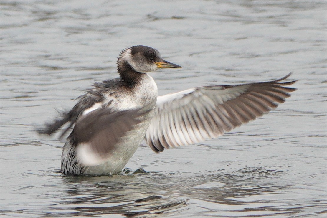Birdwatching Sites in Kent BirdGuides