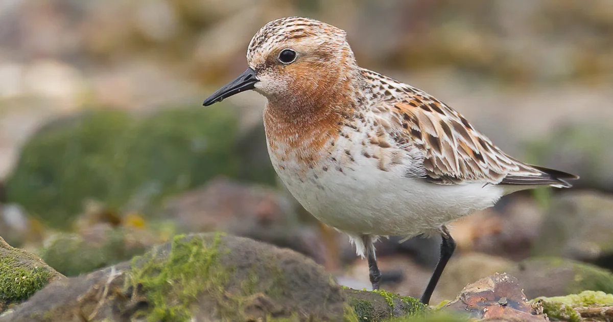 Rarity finders: Red-necked Stint in Northumberland - BirdGuides