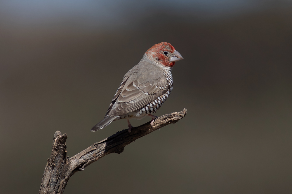 red headed finch red headed finch