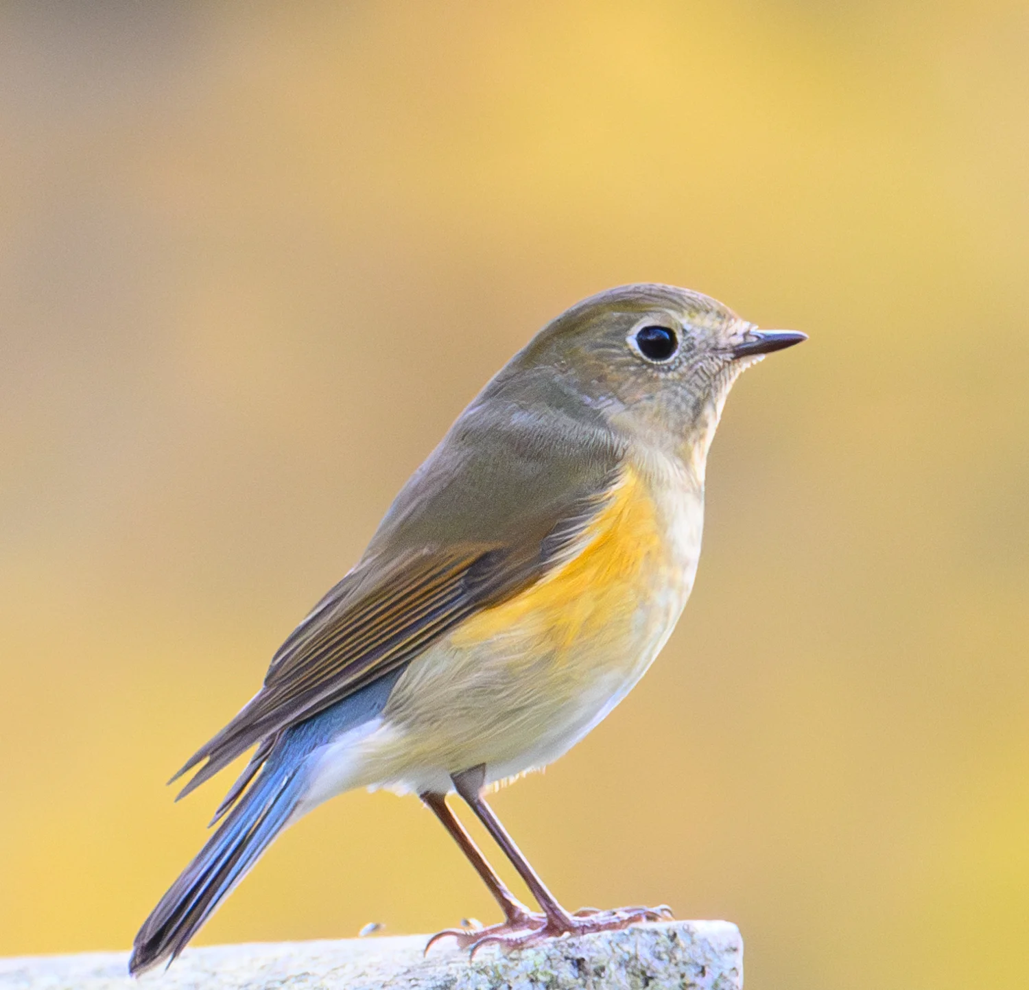 Details : Red-flanked Bluetail - BirdGuides