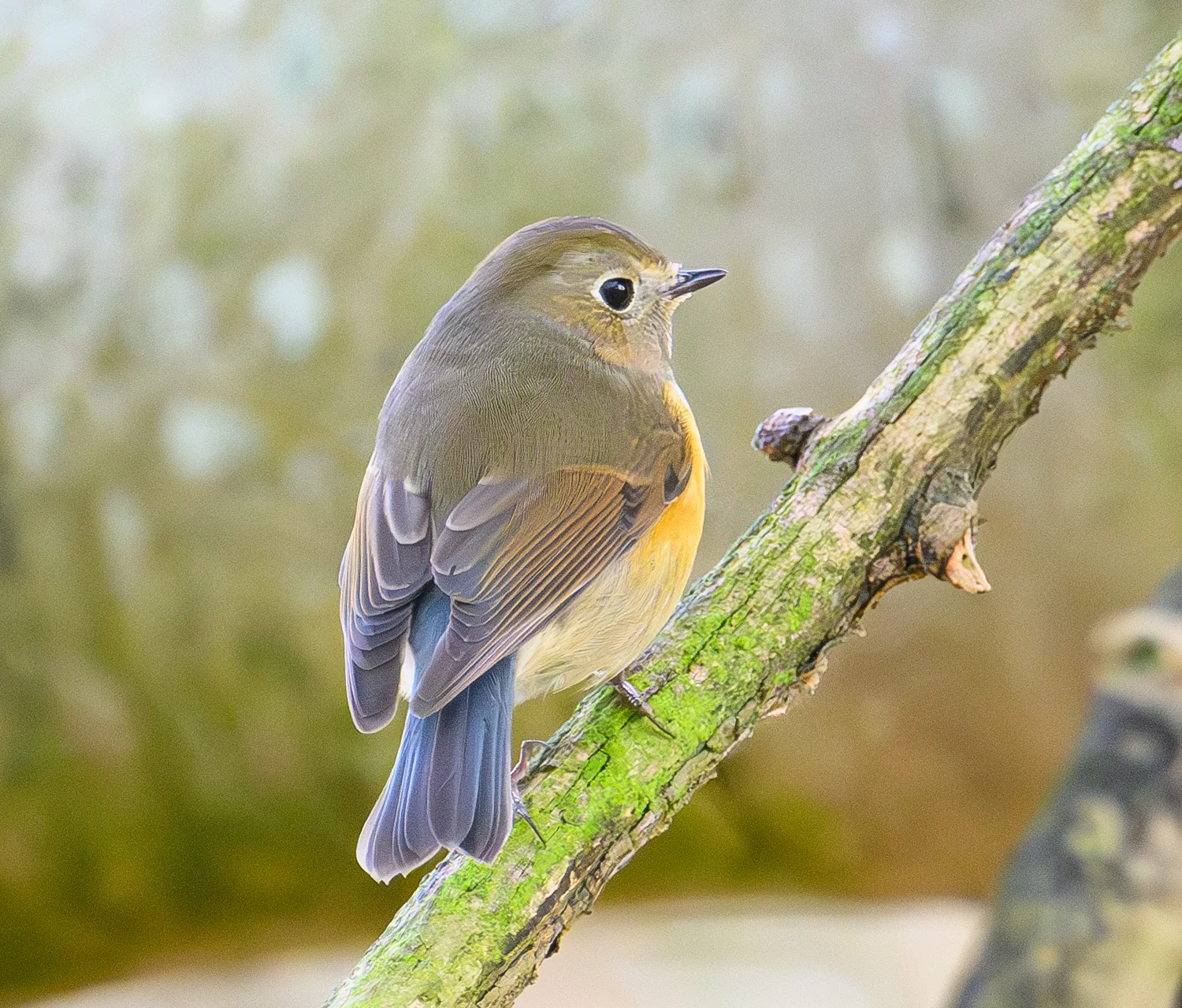 Details : Red-flanked Bluetail - BirdGuides