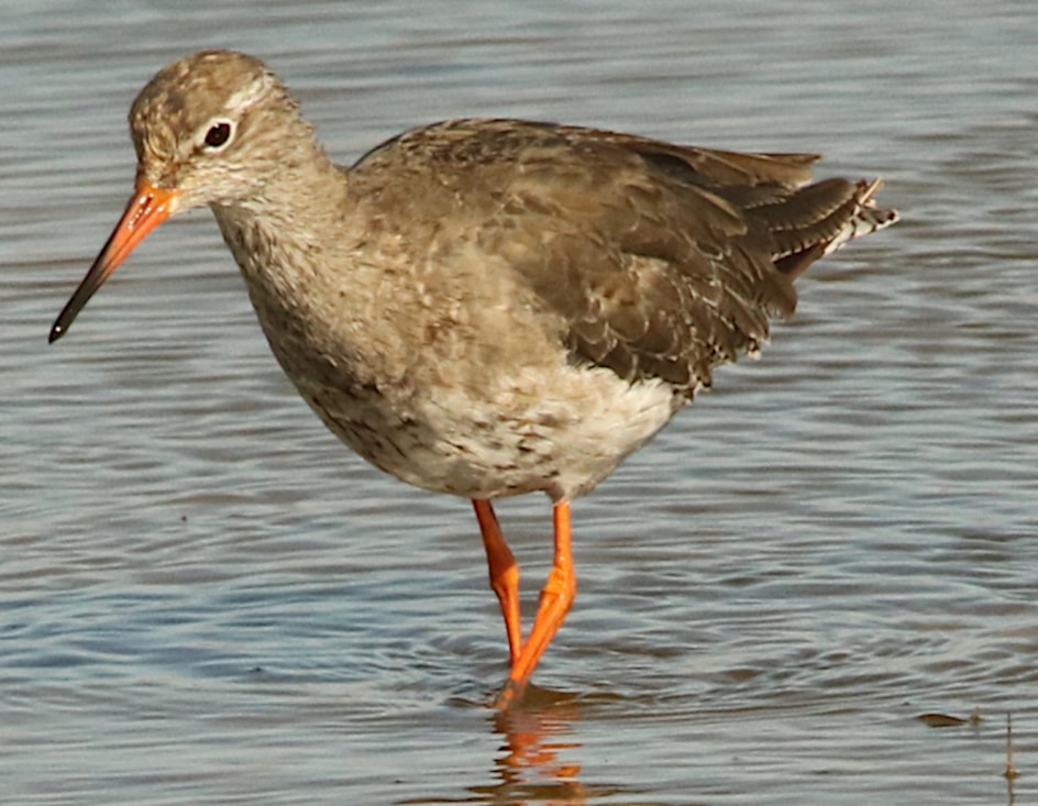 Common Redshank by David A Johnston BirdGuides