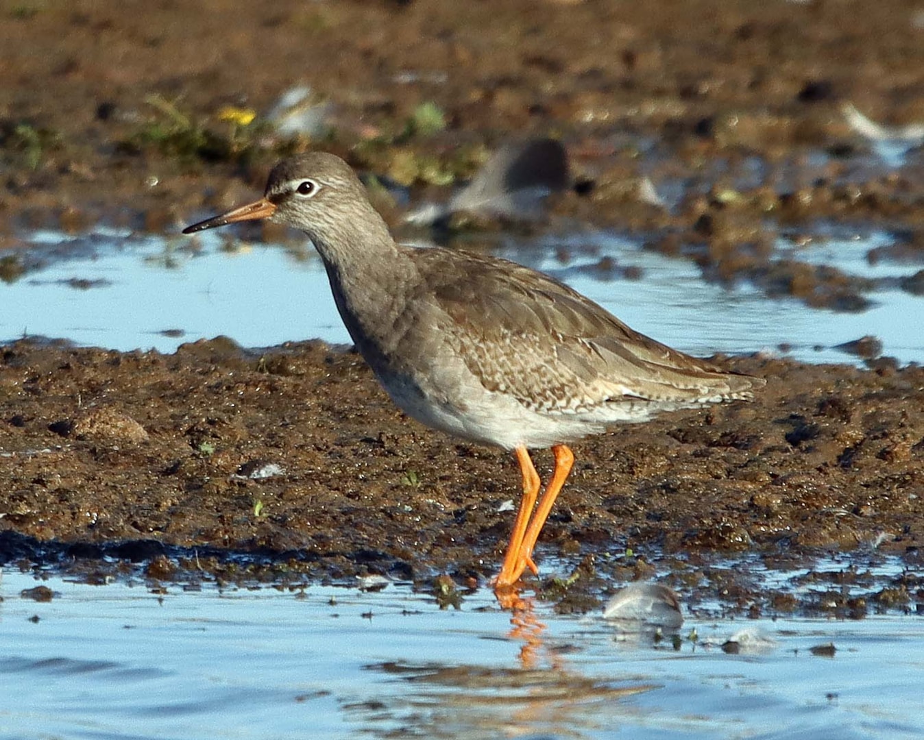 Common Redshank by John Derick Elvidge BirdGuides