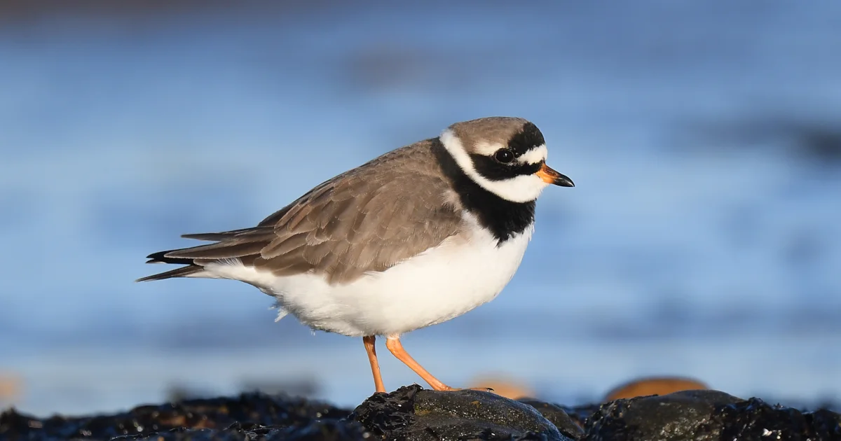 African Ringed Plover Protection zone to boost beach-nesting Ringed Plovers - BirdGuides