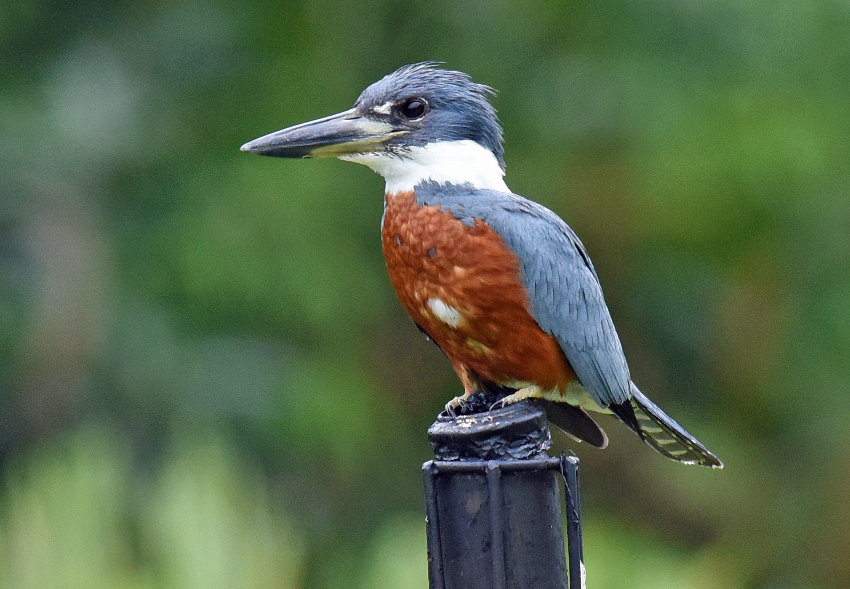 Details Ringed Kingfisher BirdGuides