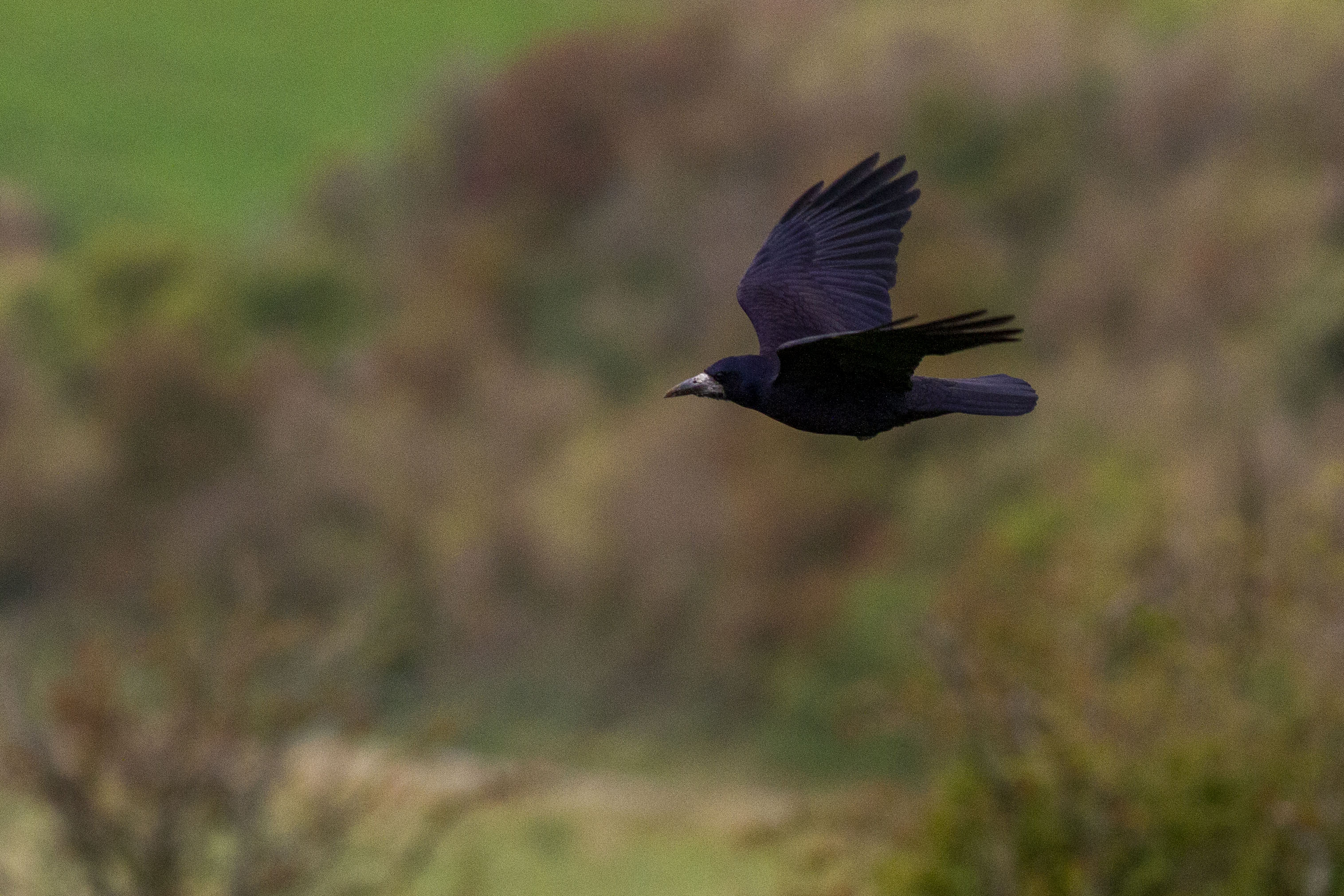 Rook by Benji Stedman - BirdGuides