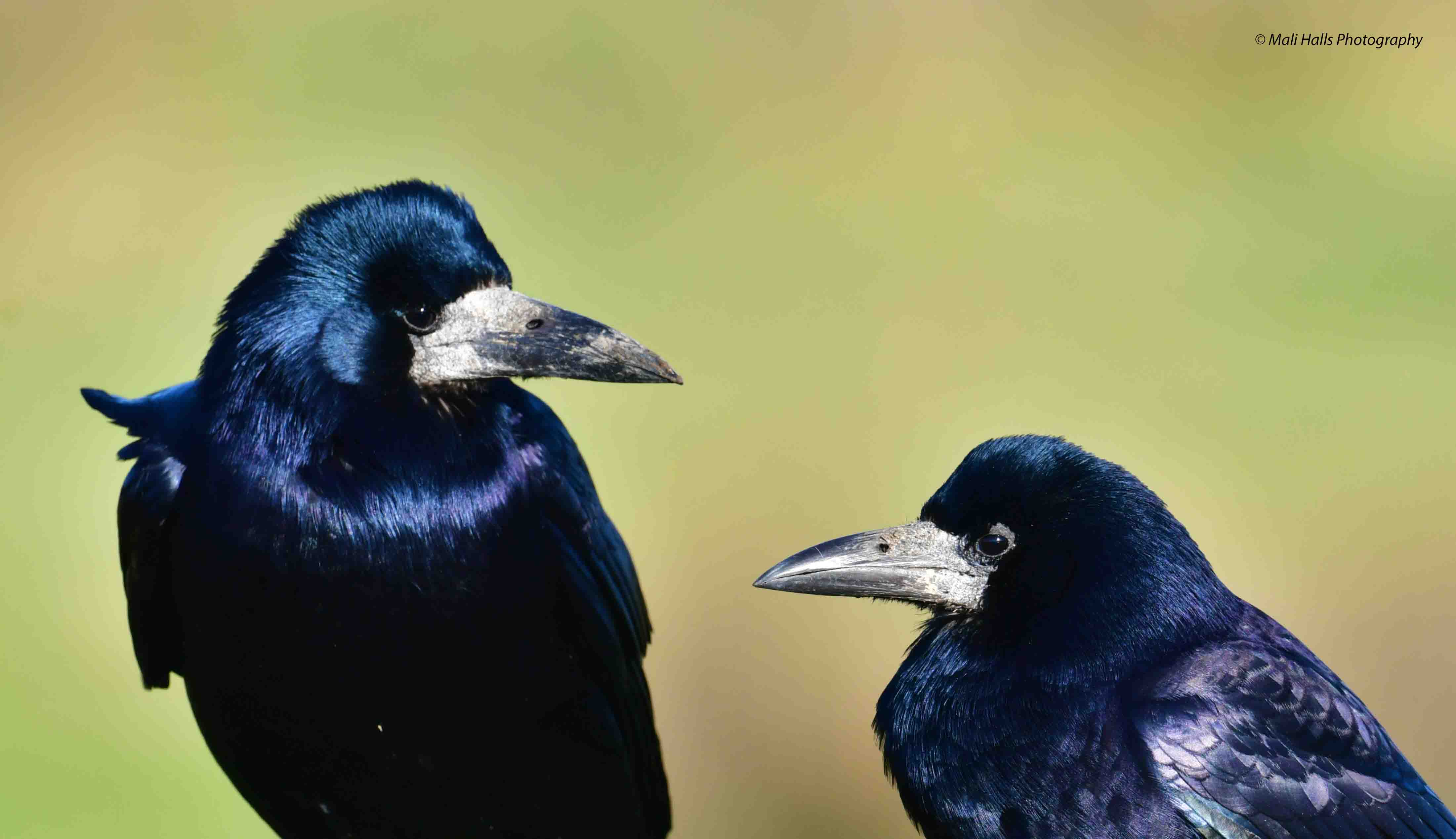 Rook by Mali Halls - BirdGuides