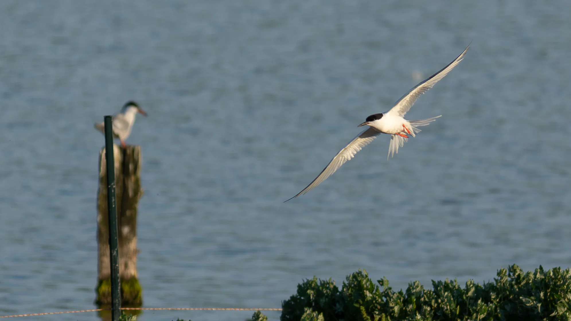 Details : Roseate Tern BirdGuides