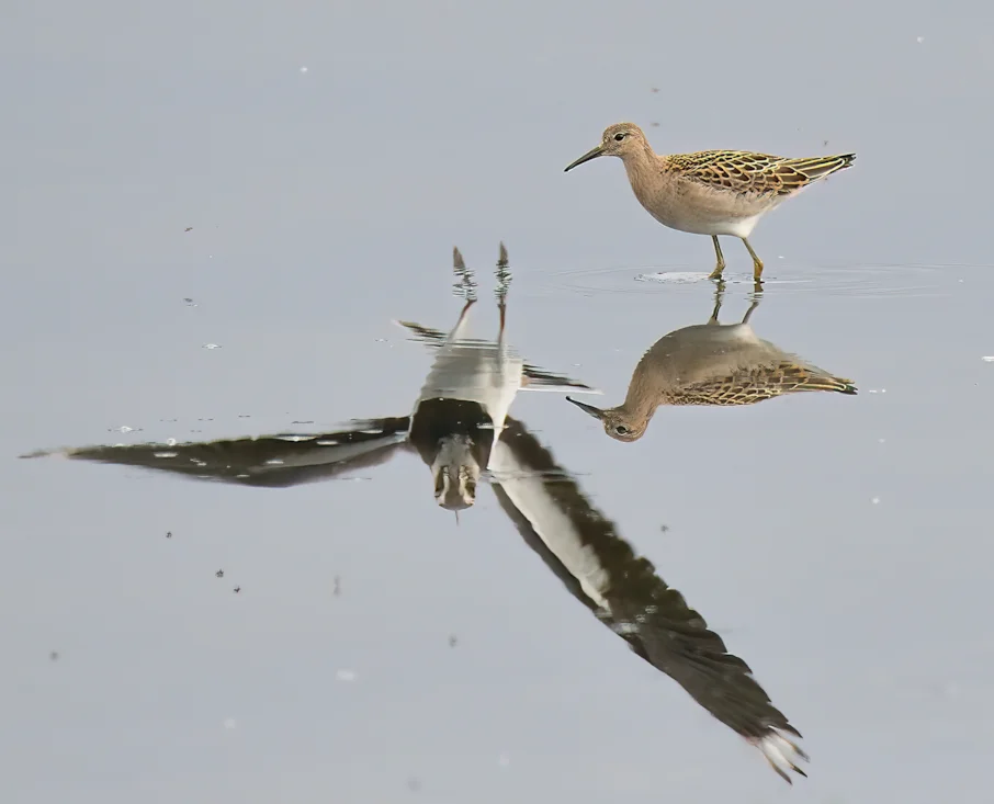 Ruff by Dennis Morrison - BirdGuides