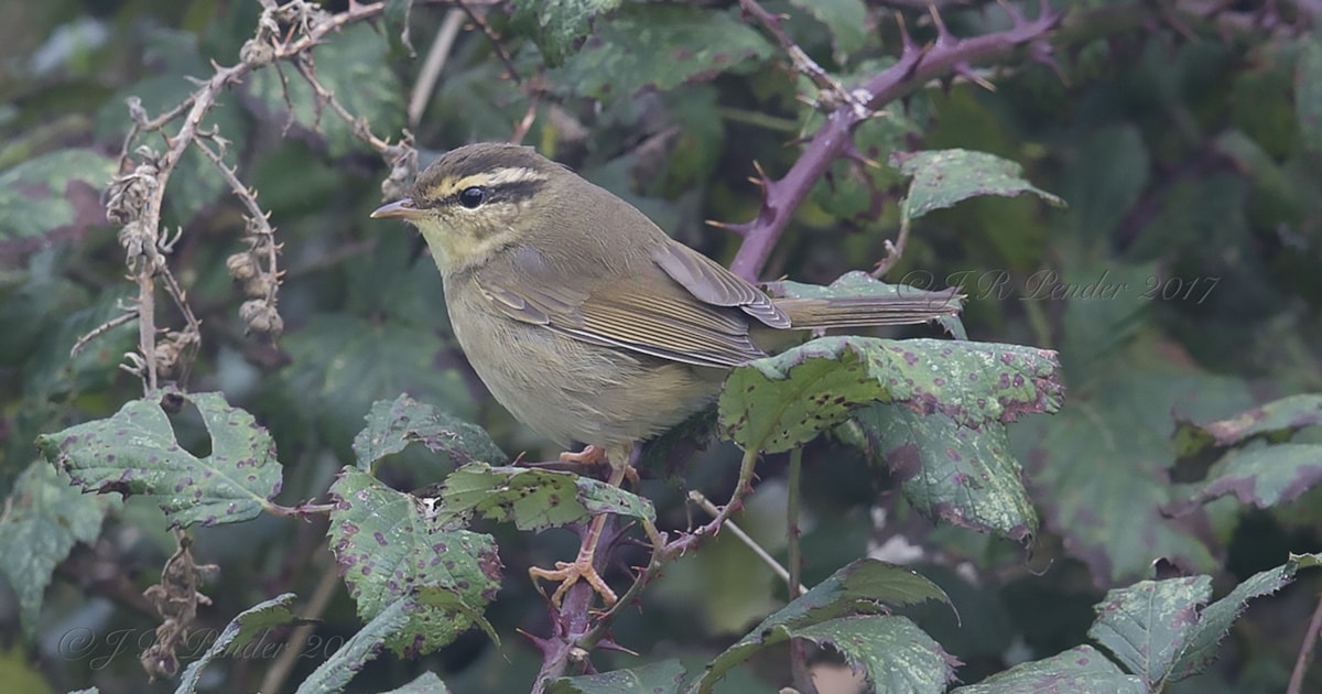 birdguides photo of the week