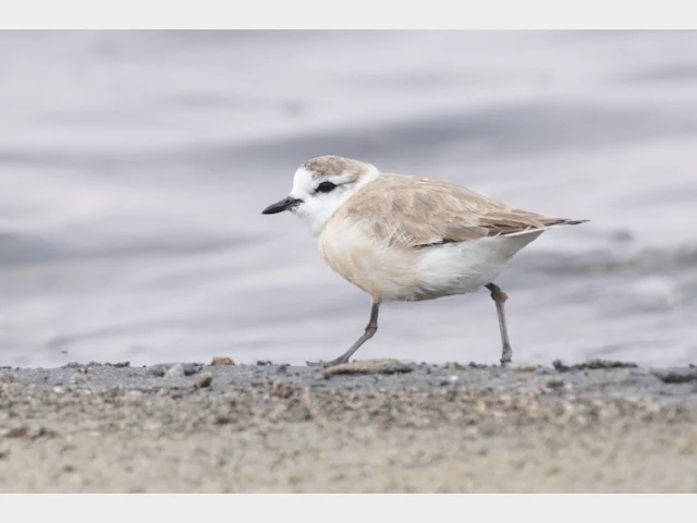 Plover Color Details : White-fronted Plover - BirdGuides