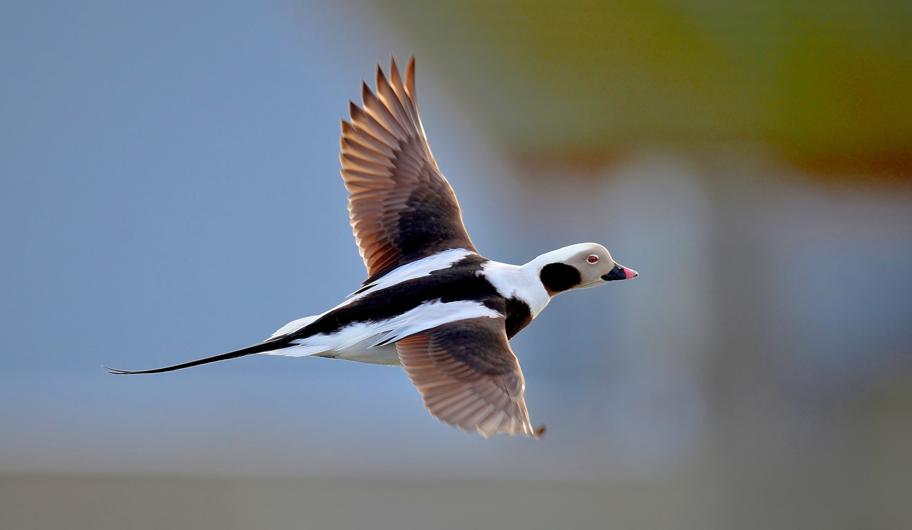 Longtailed Duck by Stewart Woolley BirdGuides